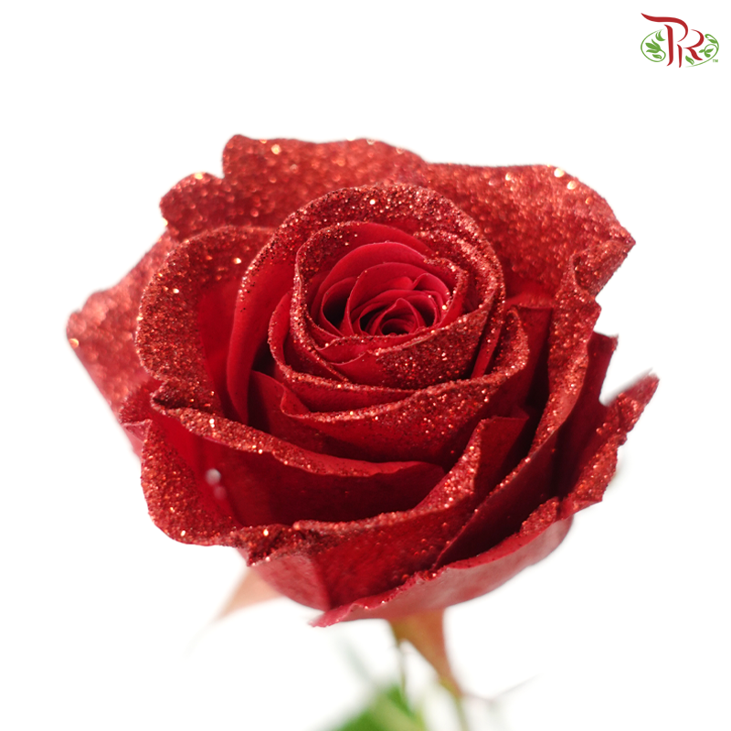 Star Rose - Christmas 19 (10 Stems)