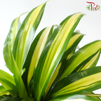 Chlorophytum Capense Variegated《金心吊兰》