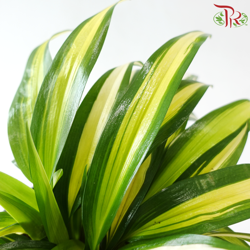 Chlorophytum Capense Variegated《金心吊兰》