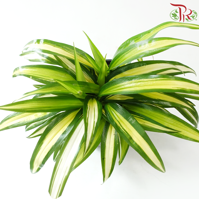 Chlorophytum Capense Variegated《金心吊兰》