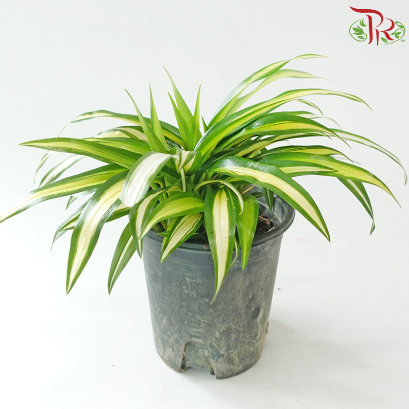 Chlorophytum Capense Variegated《金心吊兰》