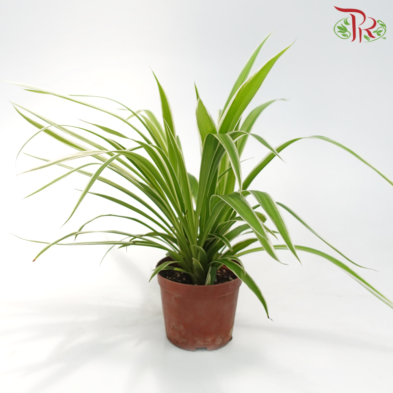 Chlorophytum Comosum (Spider Plant)《吊兰》