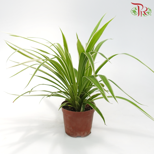 Chlorophytum Comosum (Spider Plant)《吊兰》