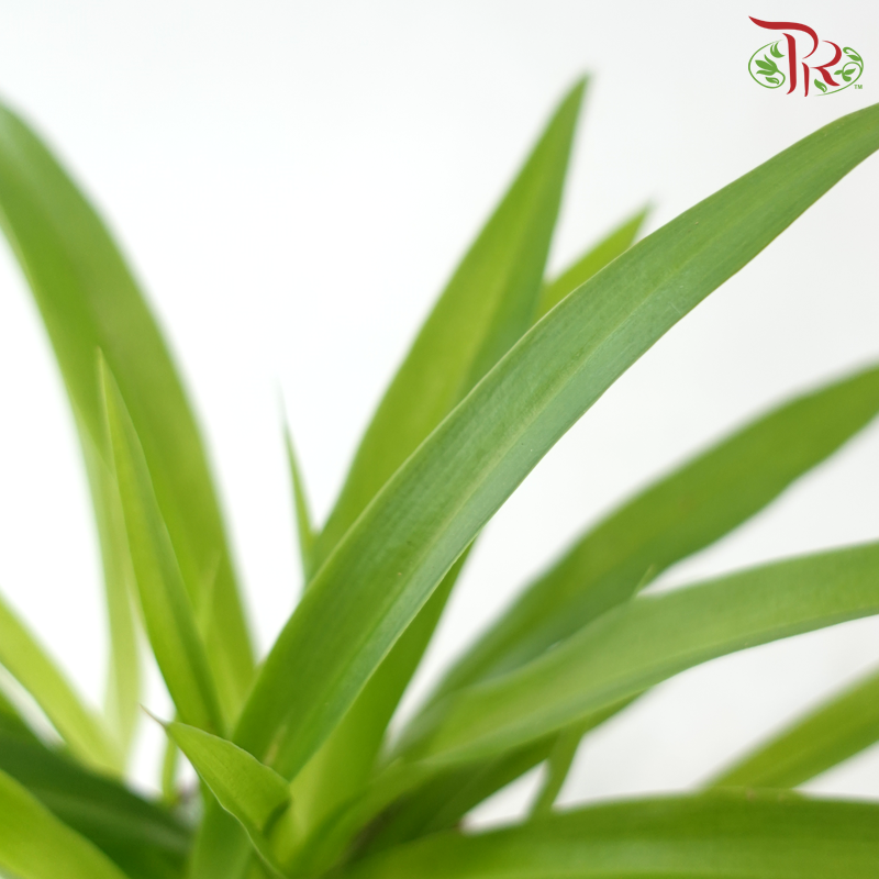 Chlorophytum Lemon P120《吊兰》