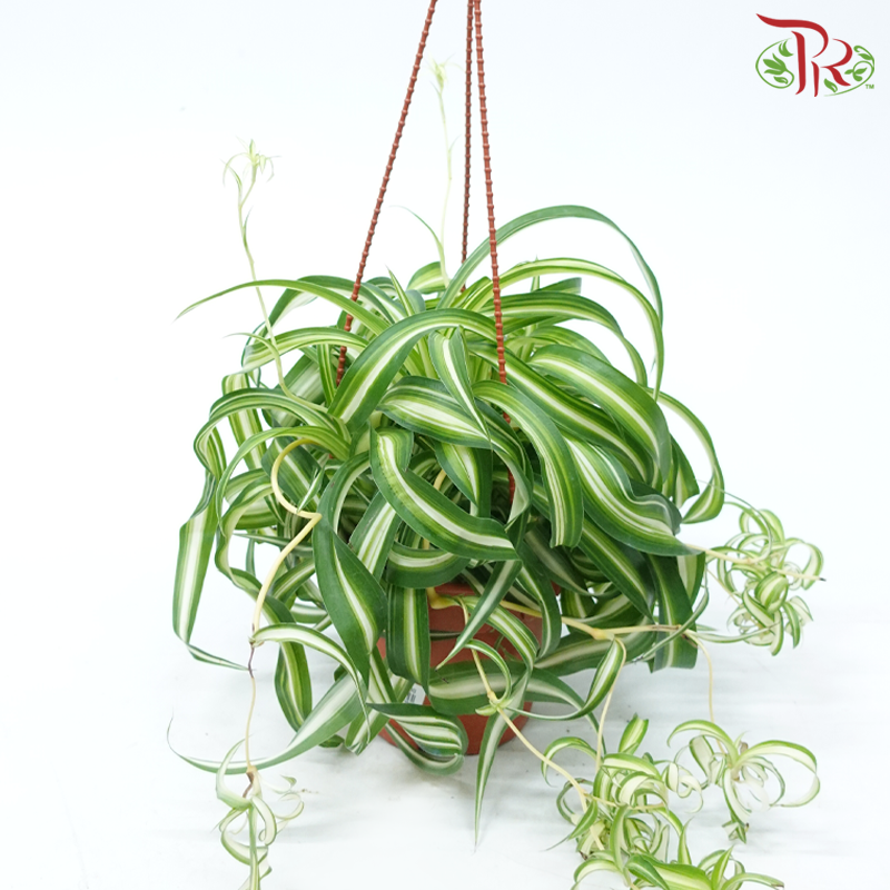 Chlorophytum Curly (Spider Plant Curly)《吊兰》