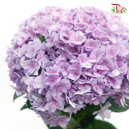 Hydrangea Double Petals - Lilac (Per Stem) - Pudu Ria Florist