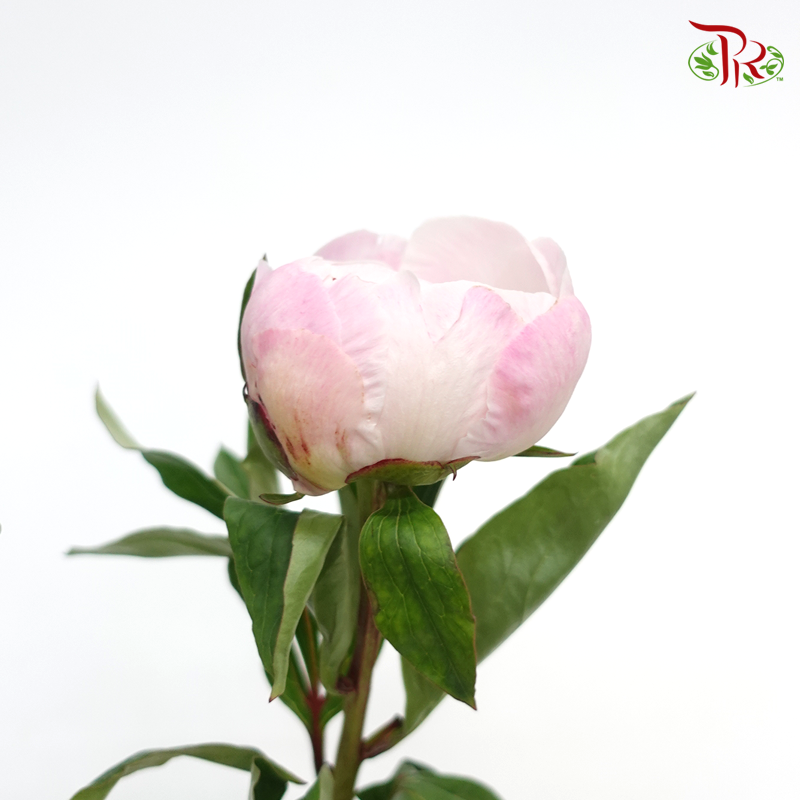 Peony - Bubble Pink (2 Stems) ***Fragile (Small/ Medium Size) - Pudu Ria Florist