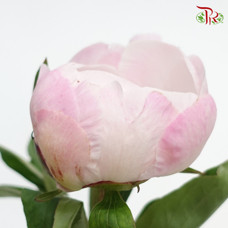 Peony - Bubble Pink (2 Stems) ***Fragile (Small/ Medium Size) - Pudu Ria Florist