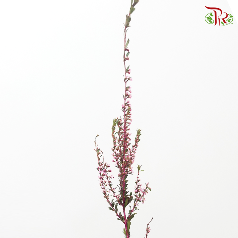 Snow Plum- Hot Pink (Per Bunch) - Pudu Ria Florist