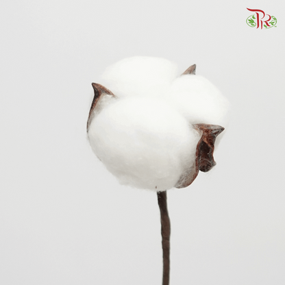 Artificial Cotton Flower - White (10 Stems)