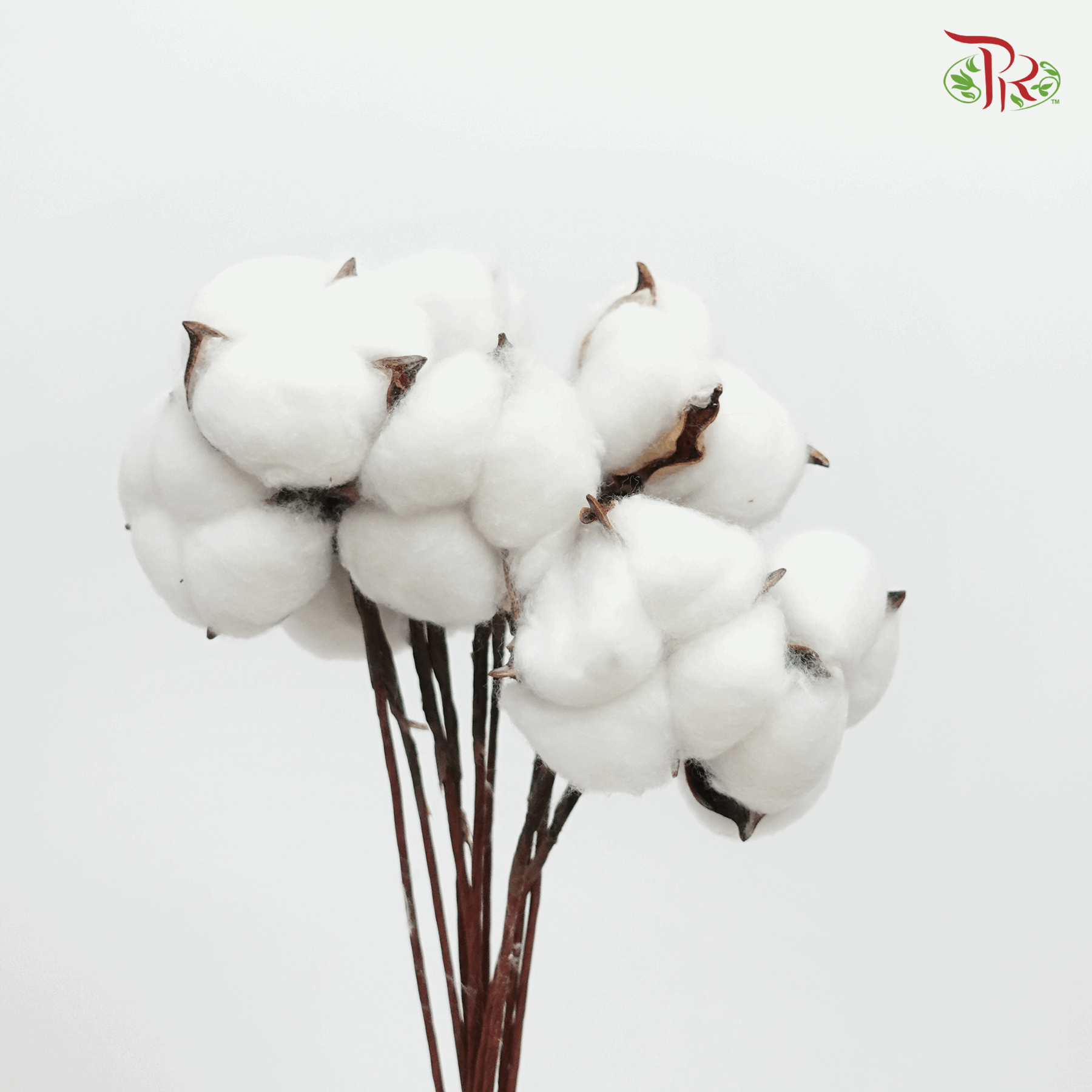 Artificial Cotton Flower - White (10 Stems)