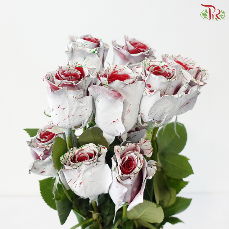 Star Rose - Christmas 7 (10 Stems)