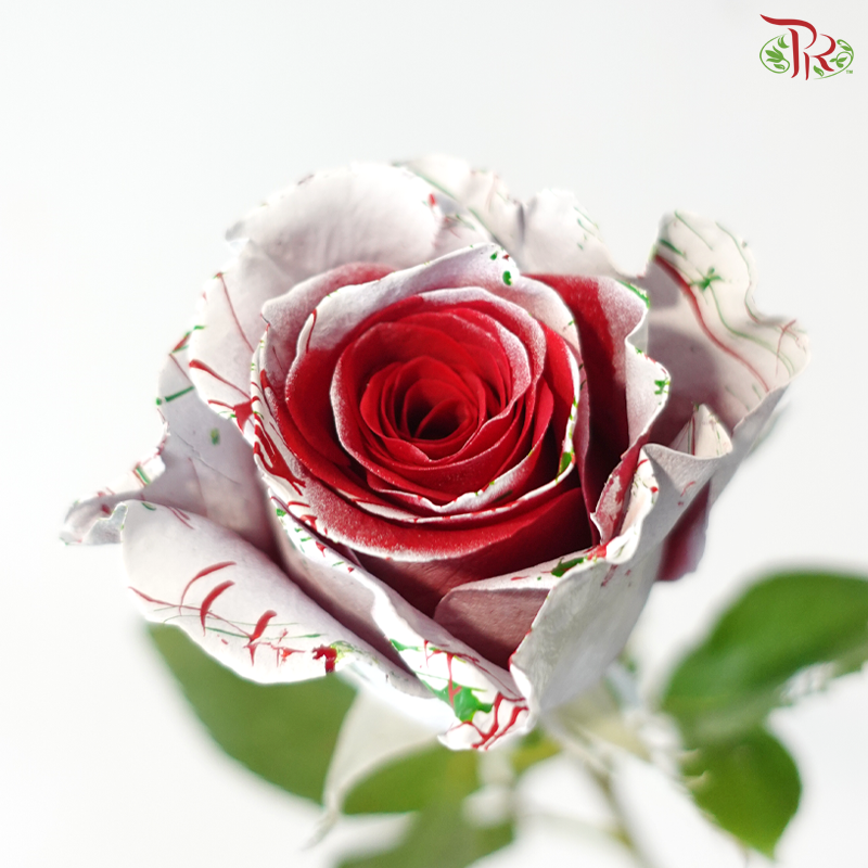 Star Rose - Christmas 7 (10 Stems)