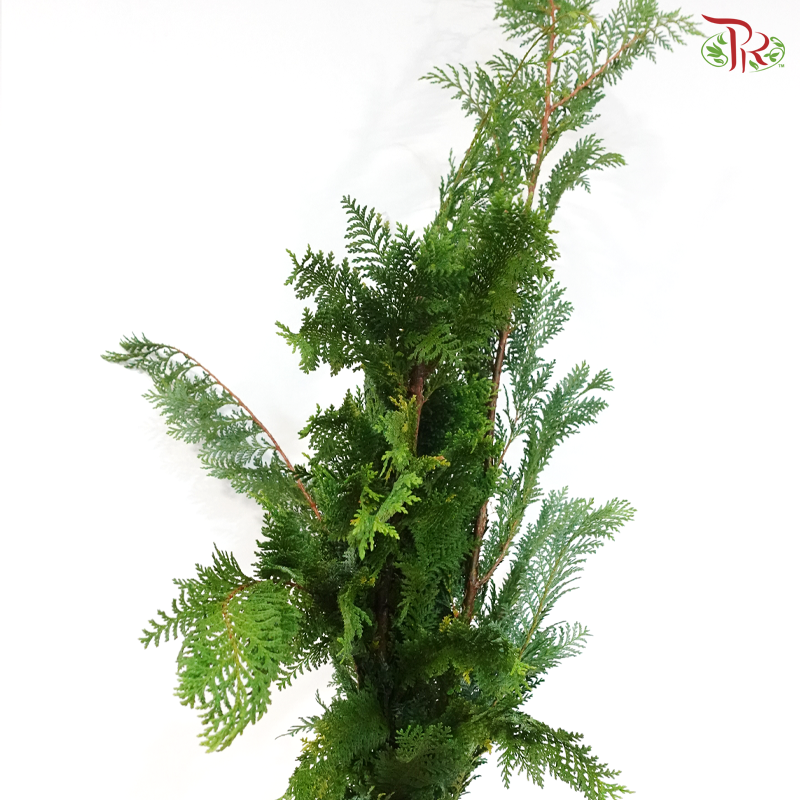 Christmas Leaf (Per Bumch)