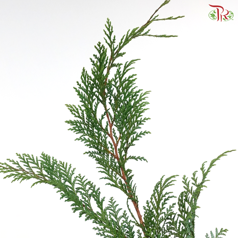 Christmas Leaf (Per Bumch)