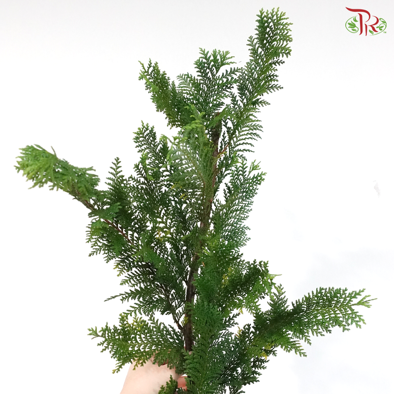 Christmas Leaf (Per Bumch)