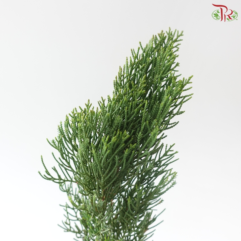 Christmas Leaf (Per Bunch)