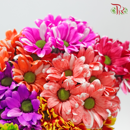 Chrysanthemum Pom Pom Dyed Color (7 Stems) (Random Mix Color)