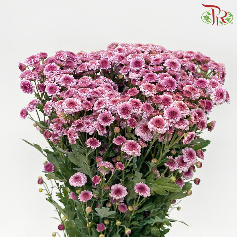 Chrysanthemum Button Pompom - Tone Pink (Per Bunch)