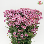 Chrysanthemum Pompom - Button Tone Pink (Per Bunch)