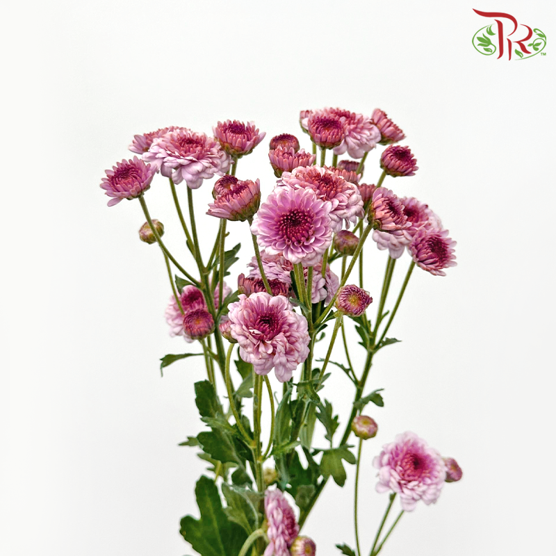 Chrysanthemum Pompom - Button Tone Pink (Per Bunch)