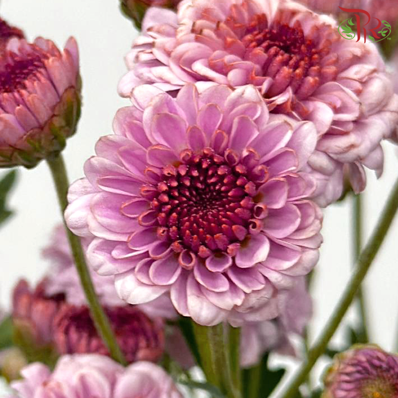 Chrysanthemum Button Pompom - Tone Pink (Per Bunch)