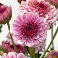 Chrysanthemum Pompom - Button Tone Pink (Per Bunch)