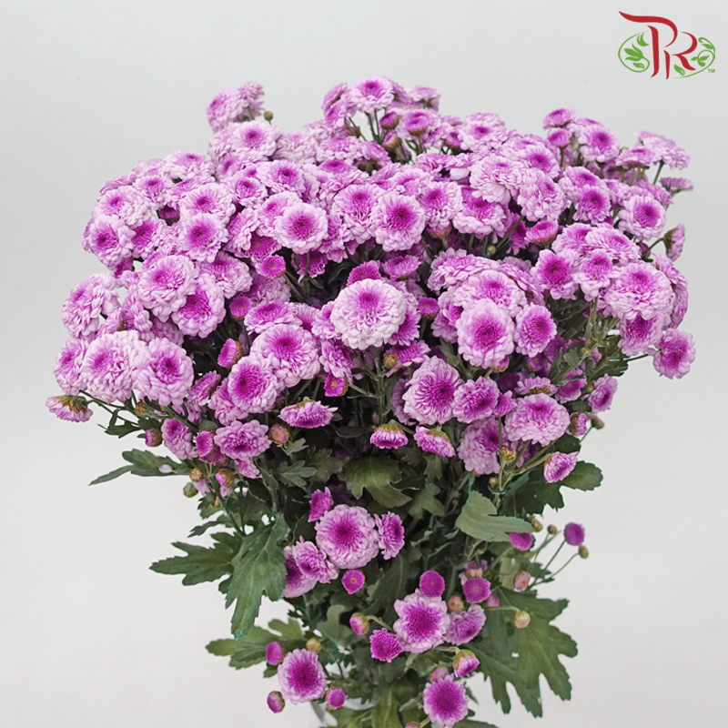 Chrysanthemum Button Pompom -  Purple (Per Bunch) - Pudu Ria Florist