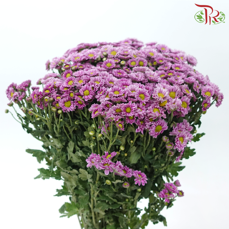 Chrysanthemum Pompom - Santini Pixel Pink (12 Stems)