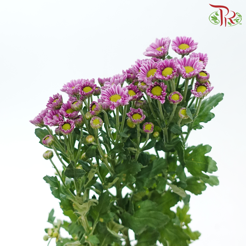 Chrysanthemum Pompom - Santini Pixel Pink (12 Stems)