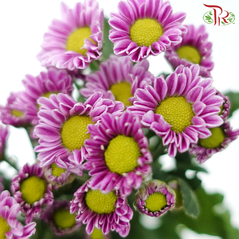 Chrysanthemum Pompom - Santini Pixel Pink (12 Stems)