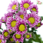 Chrysanthemum Pompom - Santini Pixel Pink (12 Stems)