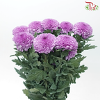 Chrysanthemum Ping Pong - Violet (12 Stems)