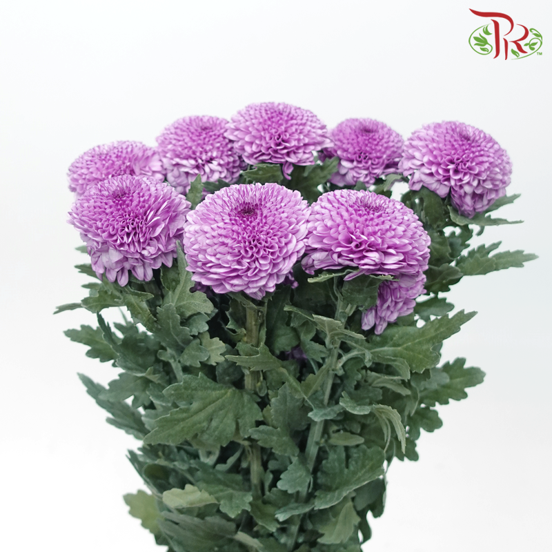 Chrysanthemum Ping Pong Disbud - Violet (12 Stems)