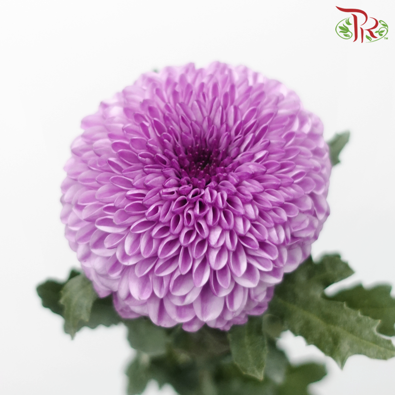 Chrysanthemum Ping Pong - Violet (12 Stems)