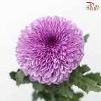 Chrysanthemum Ping Pong - Violet (12 Stems)