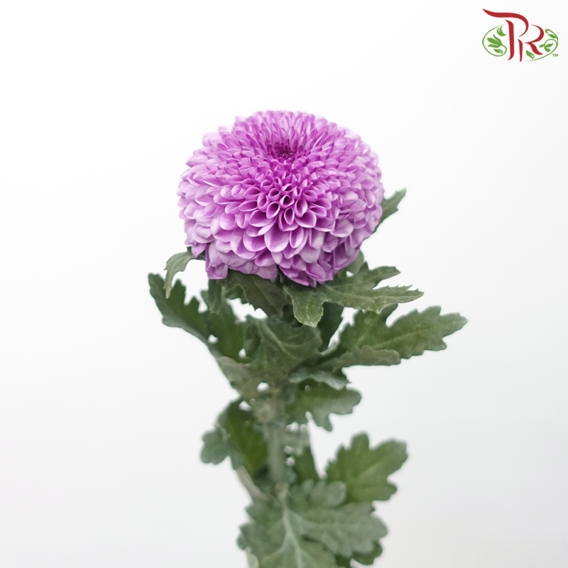 Chrysanthemum Ping Pong Disbud - Violet (12 Stems)