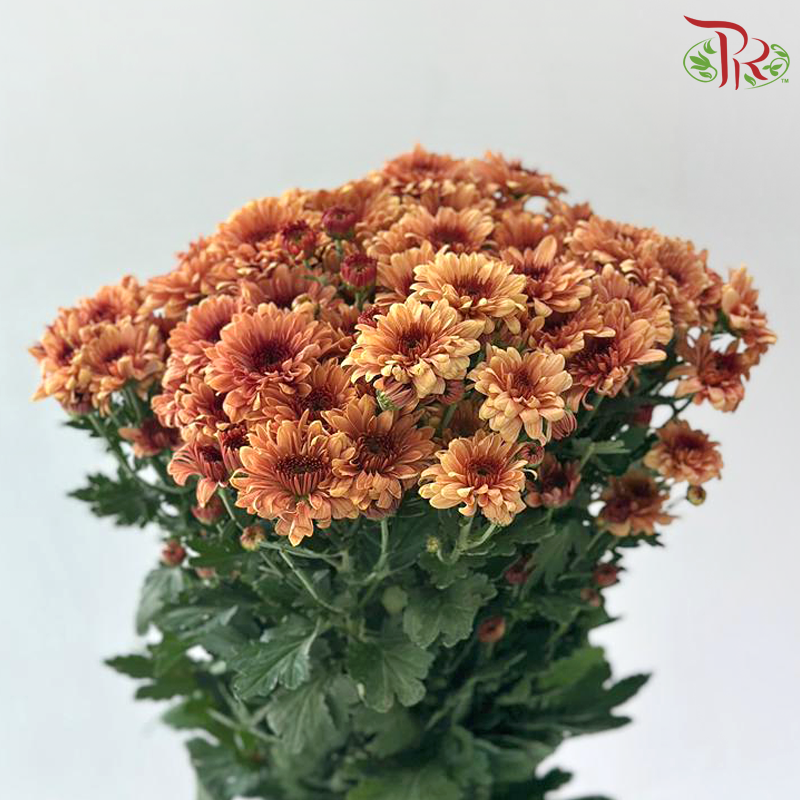 Chrysanthemum Pompom - Brown (12 Stems)