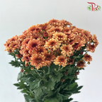 Chrysanthemum Pompom - Brown (12 Stems)