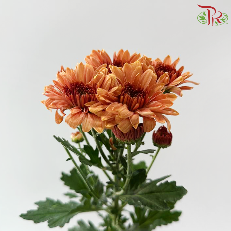 Chrysanthemum Pompom - Brown (12 Stems)