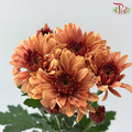 Chrysanthemum Pompom - Brown (12 Stems)