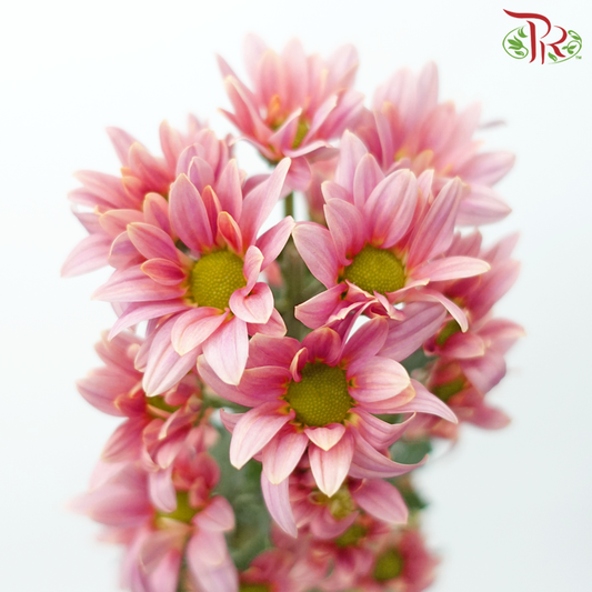 Chrysanthemum Pompom - Pink With Green Heart (12 Stems) - Pudu Ria Florist