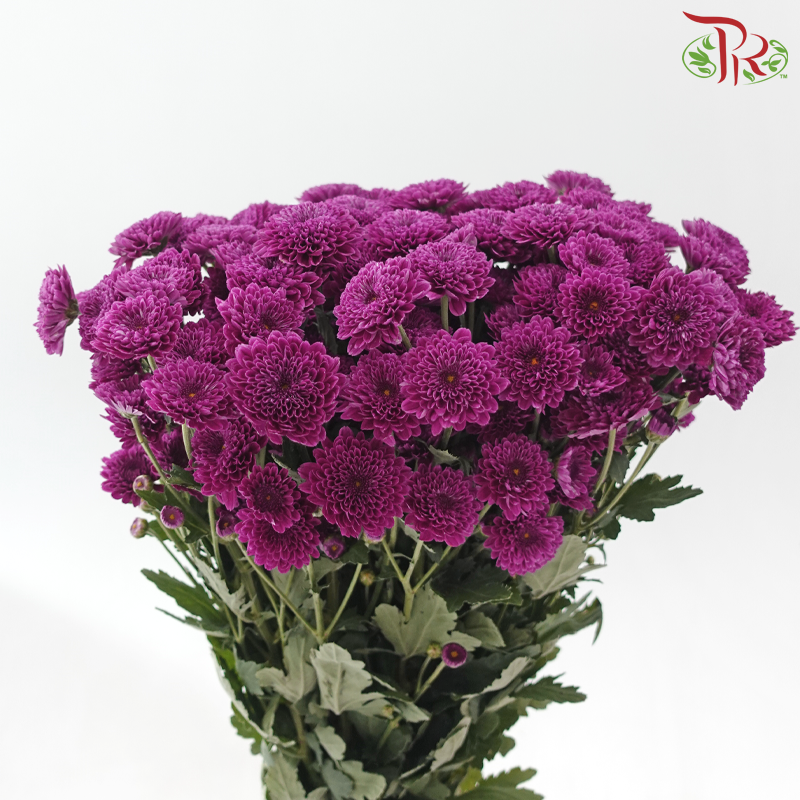 Chrysanthemum Pompom - Dark Magenta Purple (12 Stems)