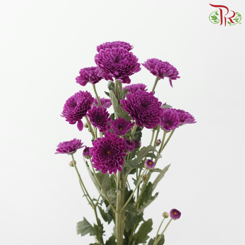 Chrysanthemum Pompom - Dark Magenta Purple (12 Stems)