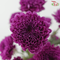 Chrysanthemum Pompom - Dark Magenta Purple (12 Stems)