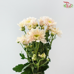 Chrysanthemum Pompom - Light Pink Parfait (12 Stems)