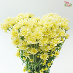Chrysanthemum Pompom - Daisy Resq Chrysanthemum Light Yellow (12 Stems)