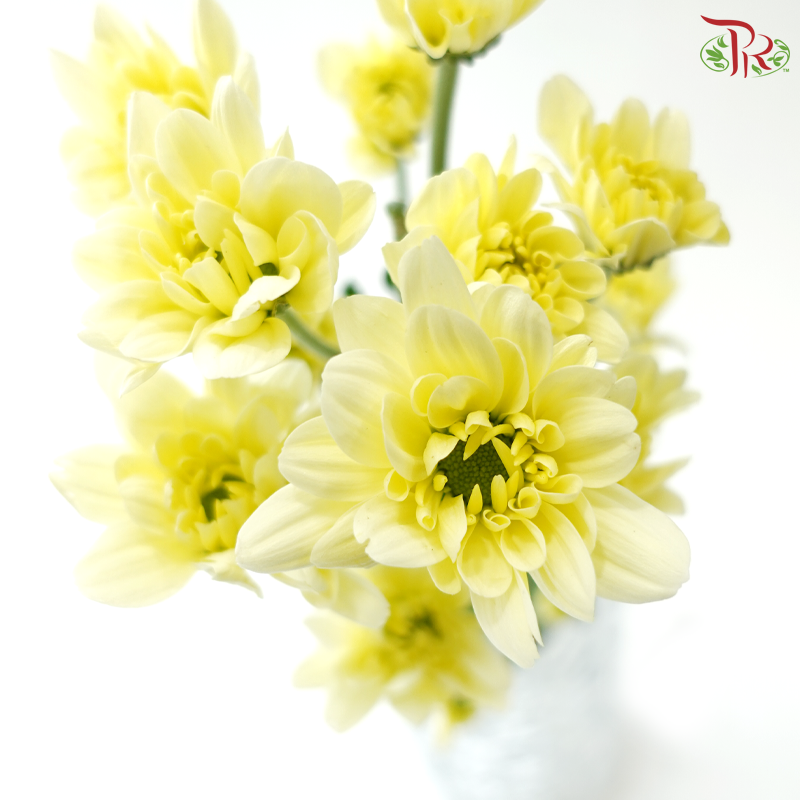Chrysanthemum Pompom - Daisy Resq Chrysanthemum Light Yellow (12 Stems)