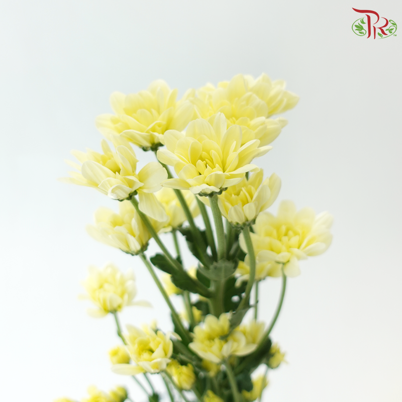 Chrysanthemum Pompom - Daisy Resq Chrysanthemum Light Yellow (12 Stems)