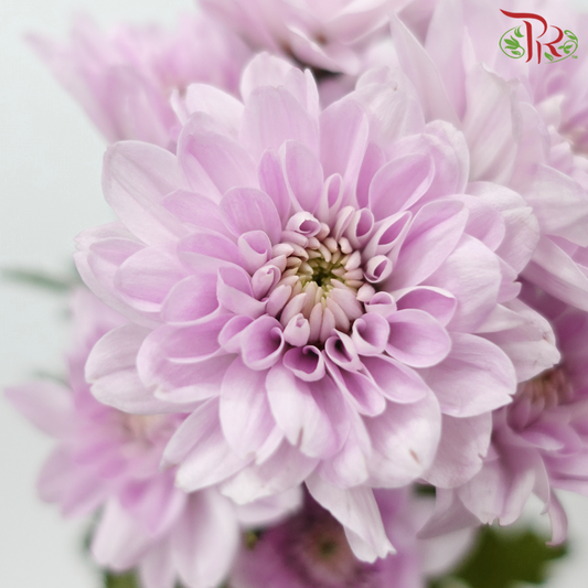 Chrysanthemum Pompom - Light Pink (12 Stems)